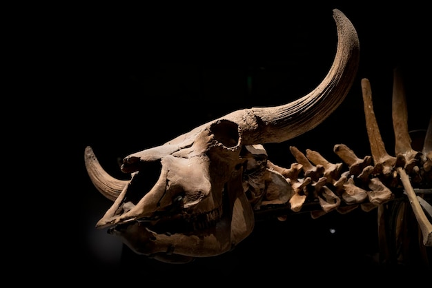 Buffalo bone fossils in the museum