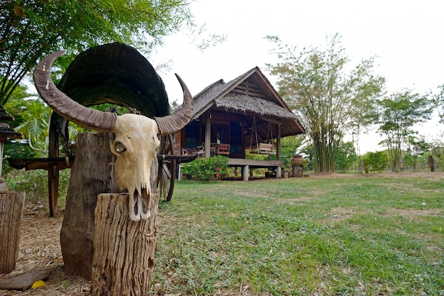 Buffalo botten en hut