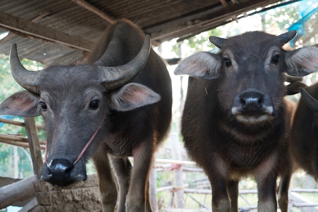 Buffalo in cattle pen portrait local Thailand buffalo cow in the morning scene