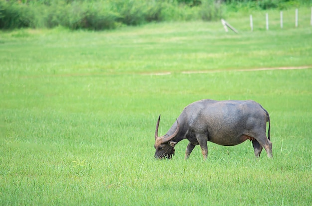 A buffalo eating grass on a meadow.