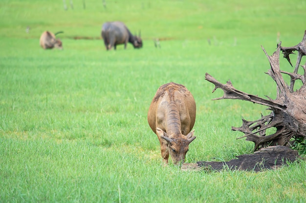 Photo a buffalo eating grass on a meadow.