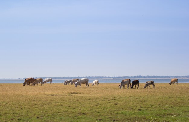 buffalo eating grass