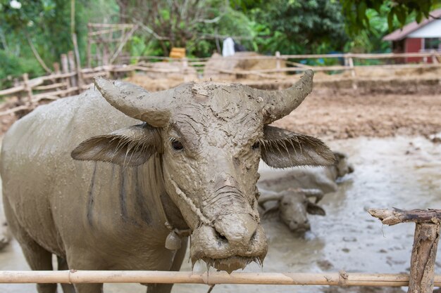  buffalo in farm in Thailand