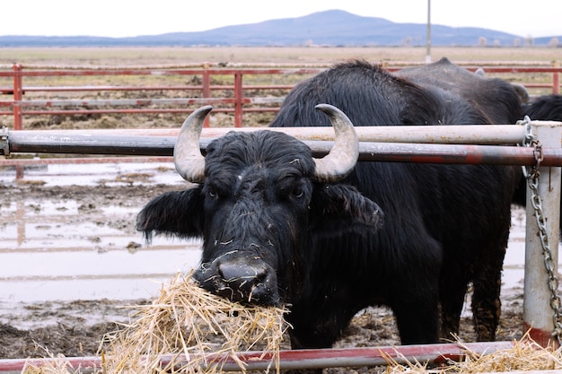 Buffalo on the farm