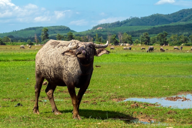 Buffalo che si alimenta in un prato