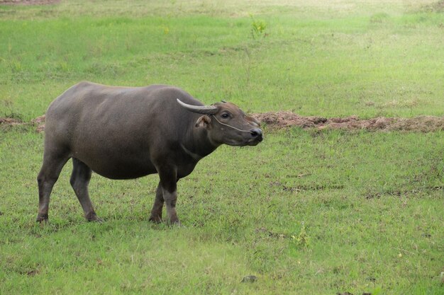 Buffalo in the field thailand