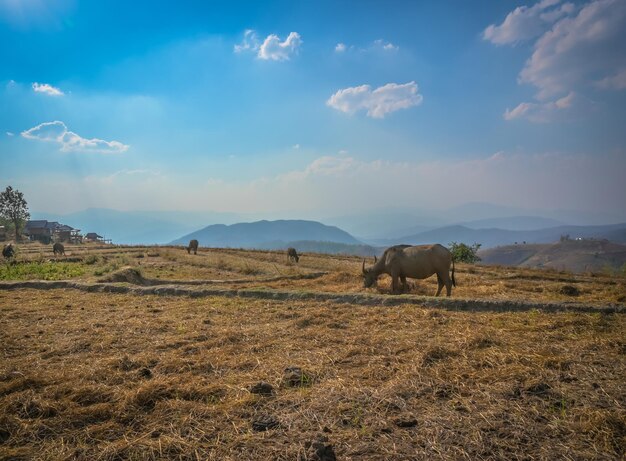 Buffalo in the field with mountain and blue sky