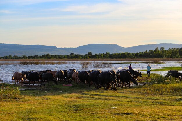 Foto il bufalo in un campo