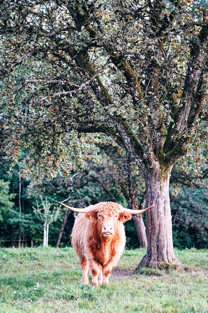 Foto il bufalo in un campo