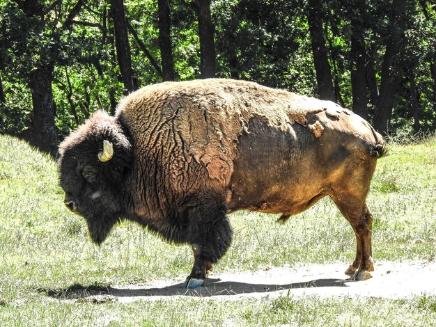 Foto il bufalo in un campo