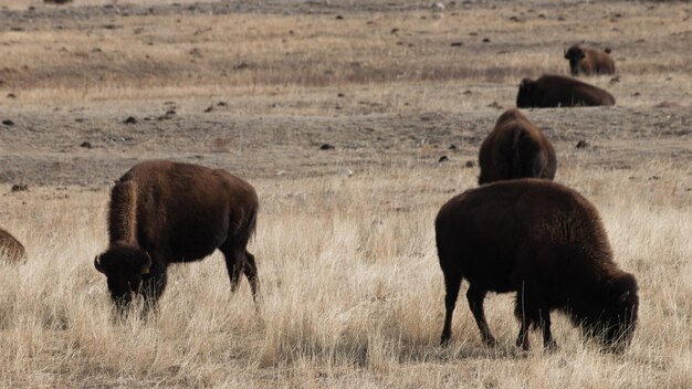 Buffalo grasing on ranch in Wyoming.