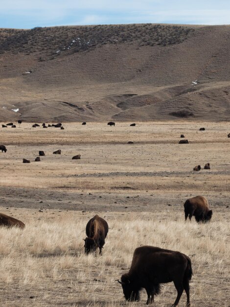 ワイオミング州の牧場で水牛が放牧している。