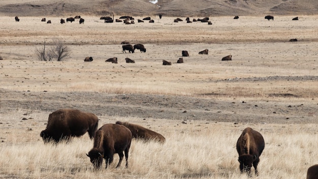 Buffalo grasing on ranch in Wyoming.