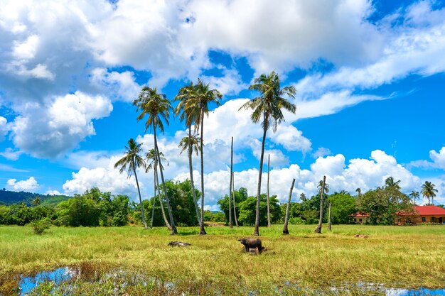 Buffalo grazes on a lawn with palm trees