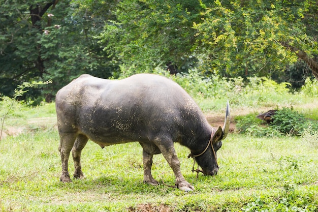 Buffalo grazing in a field