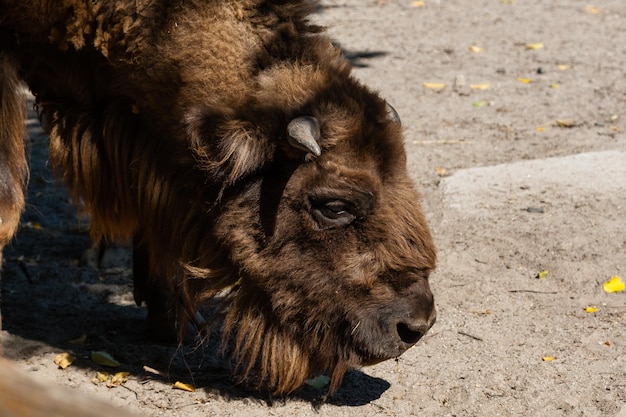 Buffalo head closeup