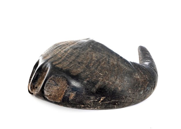 Buffalo horn for dog