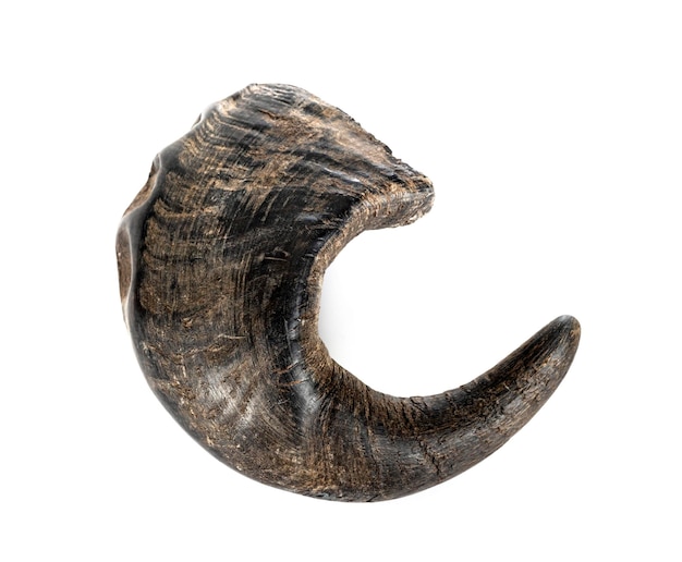Buffalo horn for dog