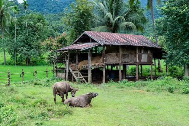 Buffalo e capanna in mae hong son province thailand