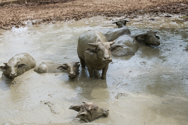 buffalo in boerderij in Thailand