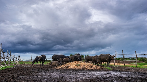 Buffalo in kraam regenachtige dag