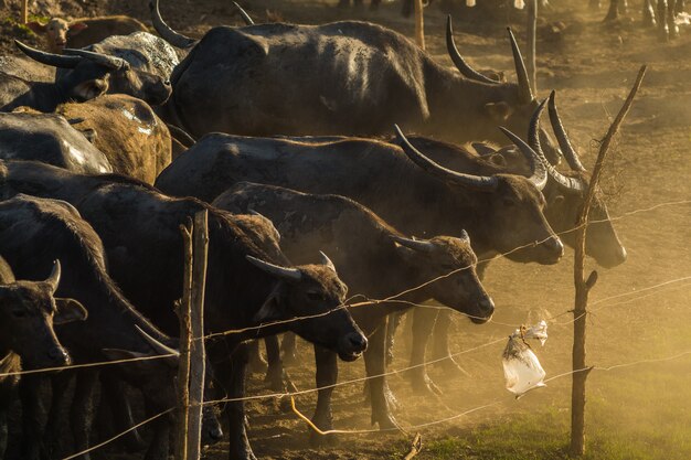 Buffalo in stall bij zonsondergang