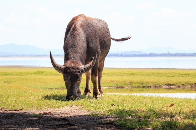 Buffalo is eating grass along the river