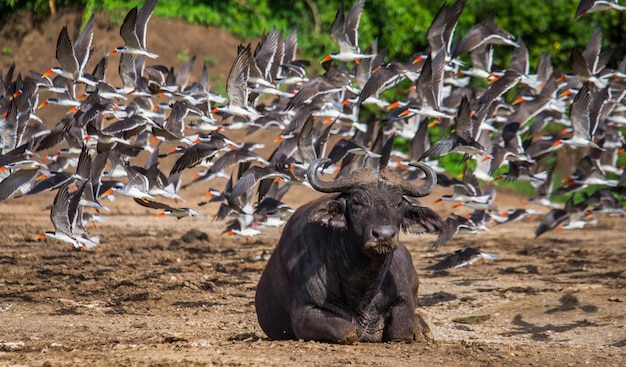 Buffalo is lying on the ground against the background of a big flock of birds Uganda East Africa