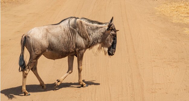 Photo a buffalo is walking on a dirt road with a sign that says quot nomad quot