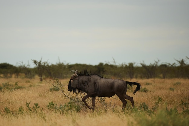 Buffalo is in the wildlife at daytime