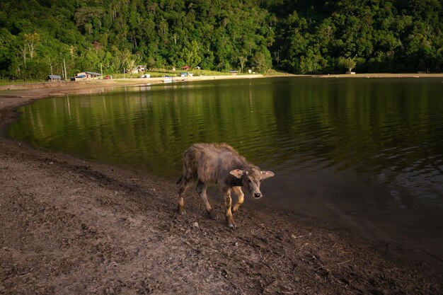 Малыш буйвола у озера