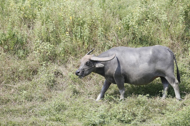 Buffalo landbouw op het platteland.