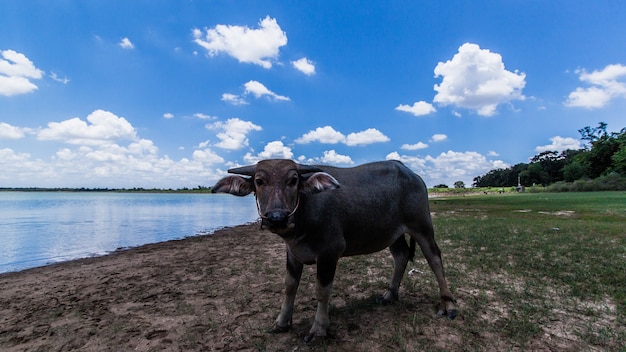 buffalo lies in the water with sky background