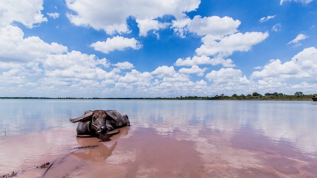 Foto bufalo si trova in acqua con lo sfondo del cielo