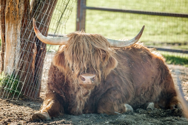 Buffalo ligt in de schaduw van bomen