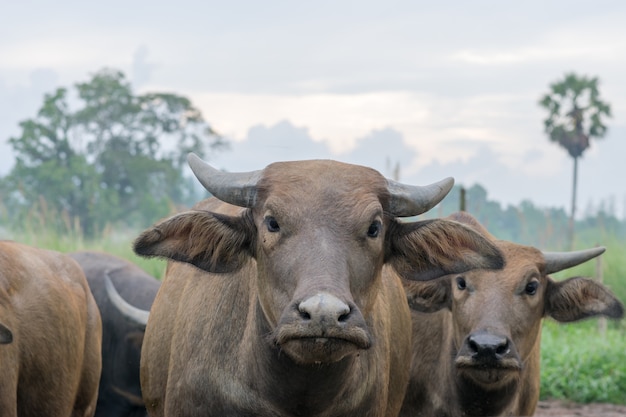 Buffalo looking at the photographer.