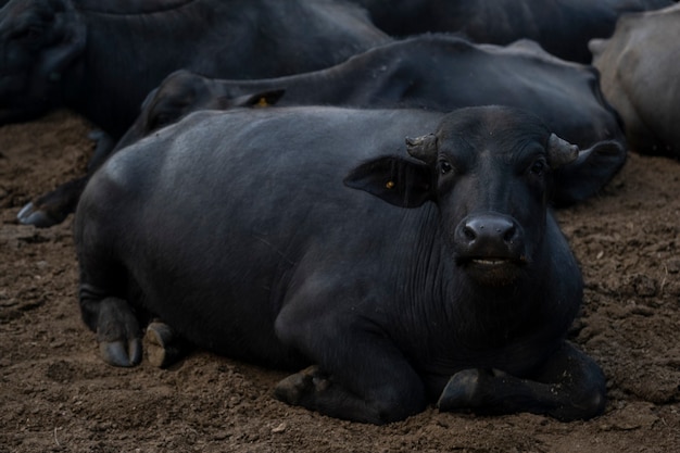 Buffalo lying in pasture with other buffalo in the background.