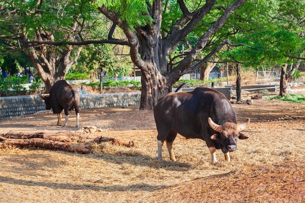 Buffalo in the Mysore Zoo