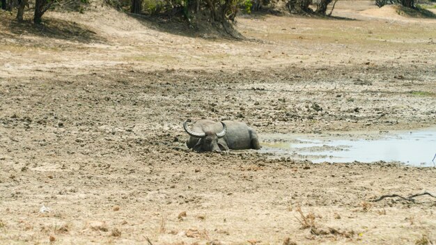 Foto bufalo nel parco nazionale dello sri lanka