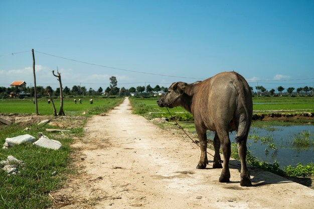 Buffalo op de weg met een rijstveld op de achtergrond