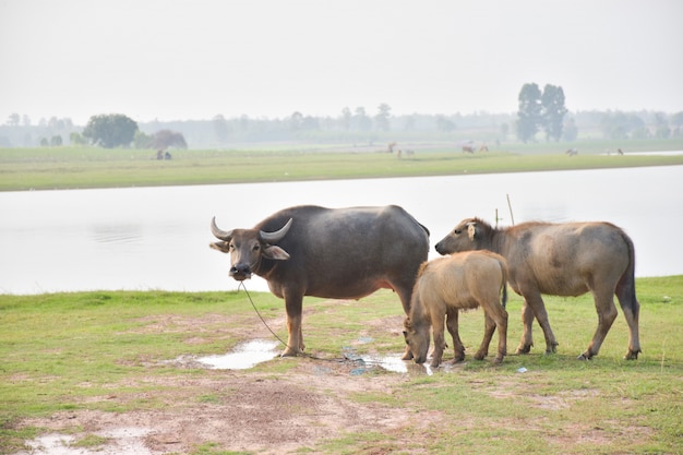 Buffalo op het gras.