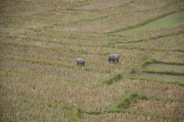 Buffalo op rijstterrassen veld in Mae Klang Luang, Mae Chaem, Chiang Mai, Thailand