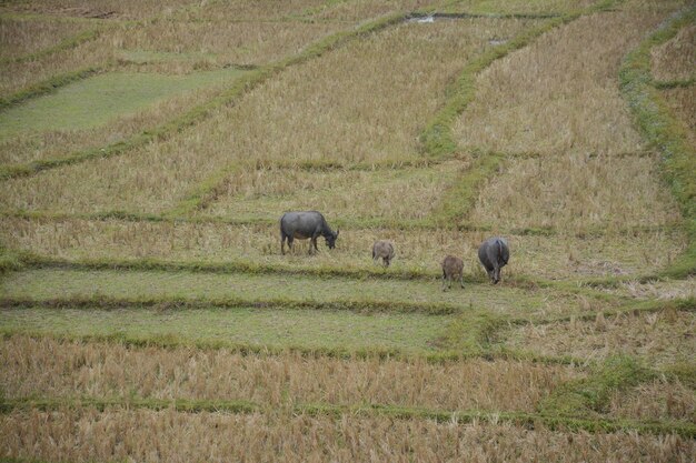 Buffalo op rijstterrassen veld in Mae Klang Luang, Mae Chaem, Chiang Mai, Thailand