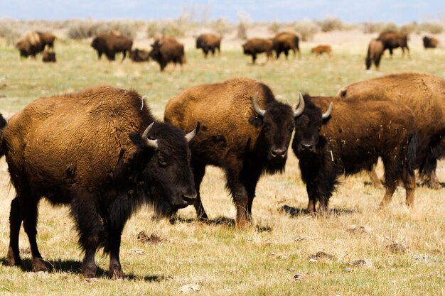 Buffalo ranch on Midwest.