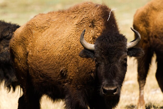 Buffalo ranch on Midwest.