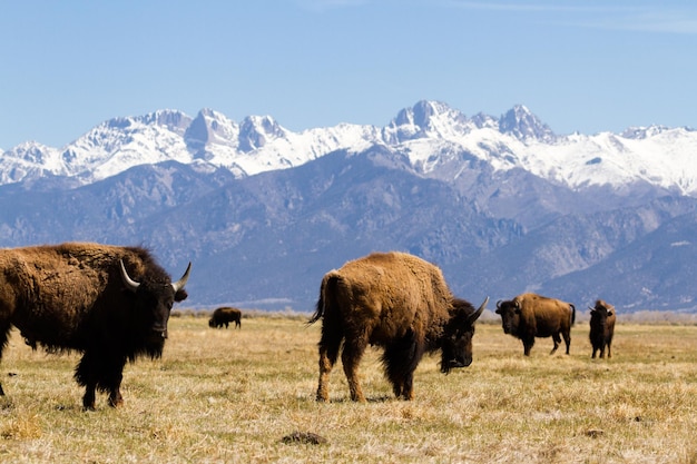 Buffalo ranch on Midwest.