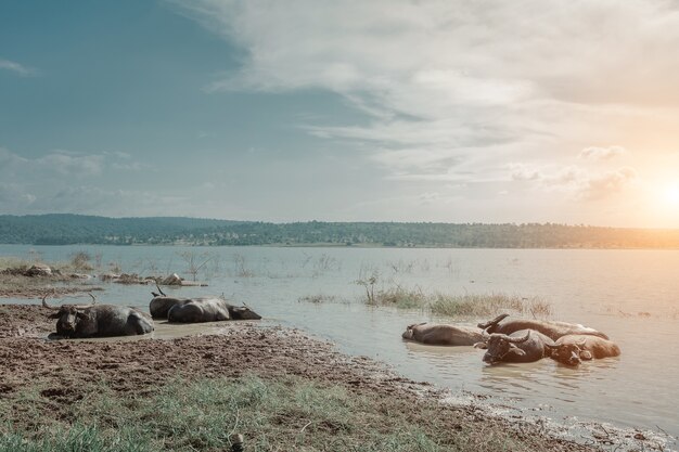 Photo buffalo in the river