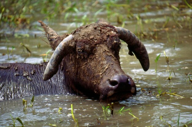 Foto buffalo's in het water