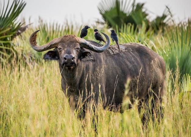 Buffalo in the savannah with birds on his back