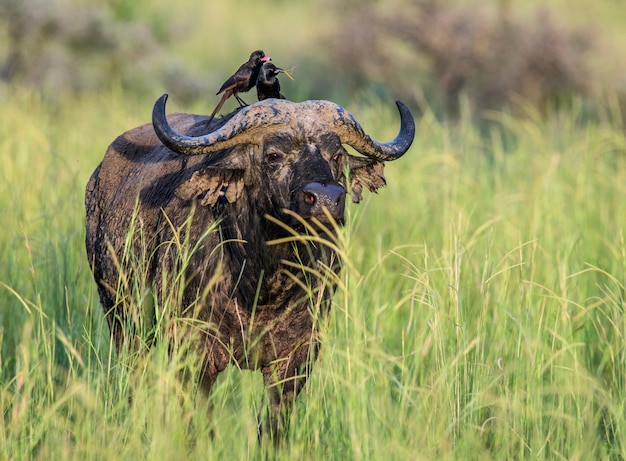 Bufalo nella savana con uccelli sulla schiena